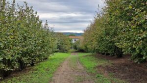 Calendario prove cinofile razza da ferma e da cerca 2026 – Arezzo