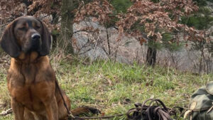 Prova E.N.C.I. internazionale di lavoro con C.A.C. e C.A.C.I.T. per cani da traccia a Montese (Modena)