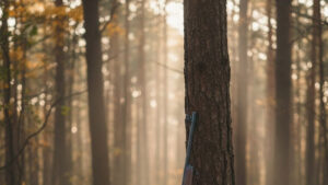 Prove nazionali di Caccia su selvaggina naturale per le razze da ferma inglesi e continentali -CAC
