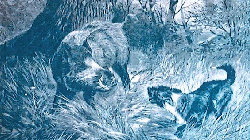 Campionato Nazionale per le Razze da Seguita su Cinghiale 2026