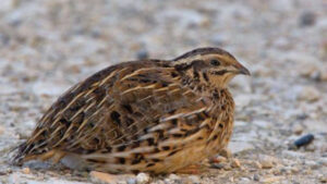 Prova su quaglie con sparo –  Domenica 14 Giugno 2026 presso Terrossola – Bibbiena /AR)